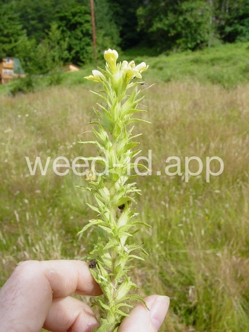 parentucellia, yellow